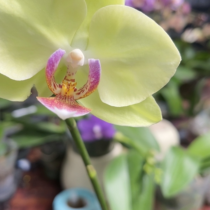 当前无花栽培后可以开花绿如意