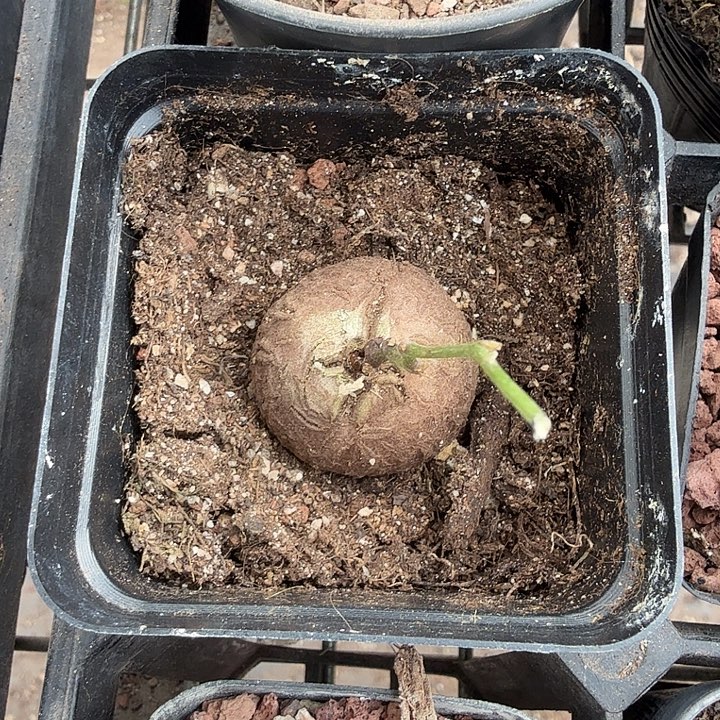 龟甲龙带盆3仙人球