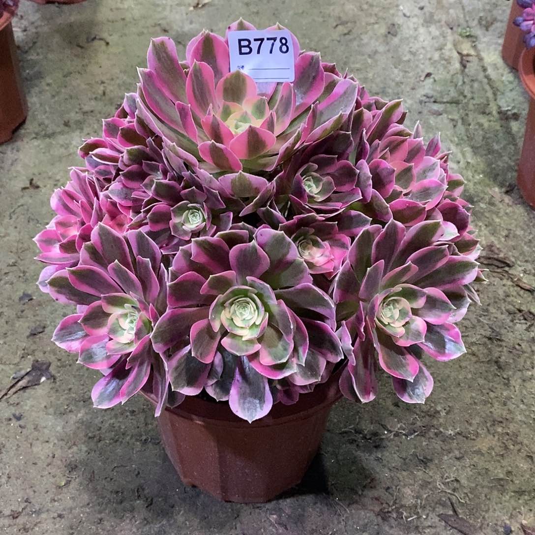 榴****号粉女郎多肉植物778