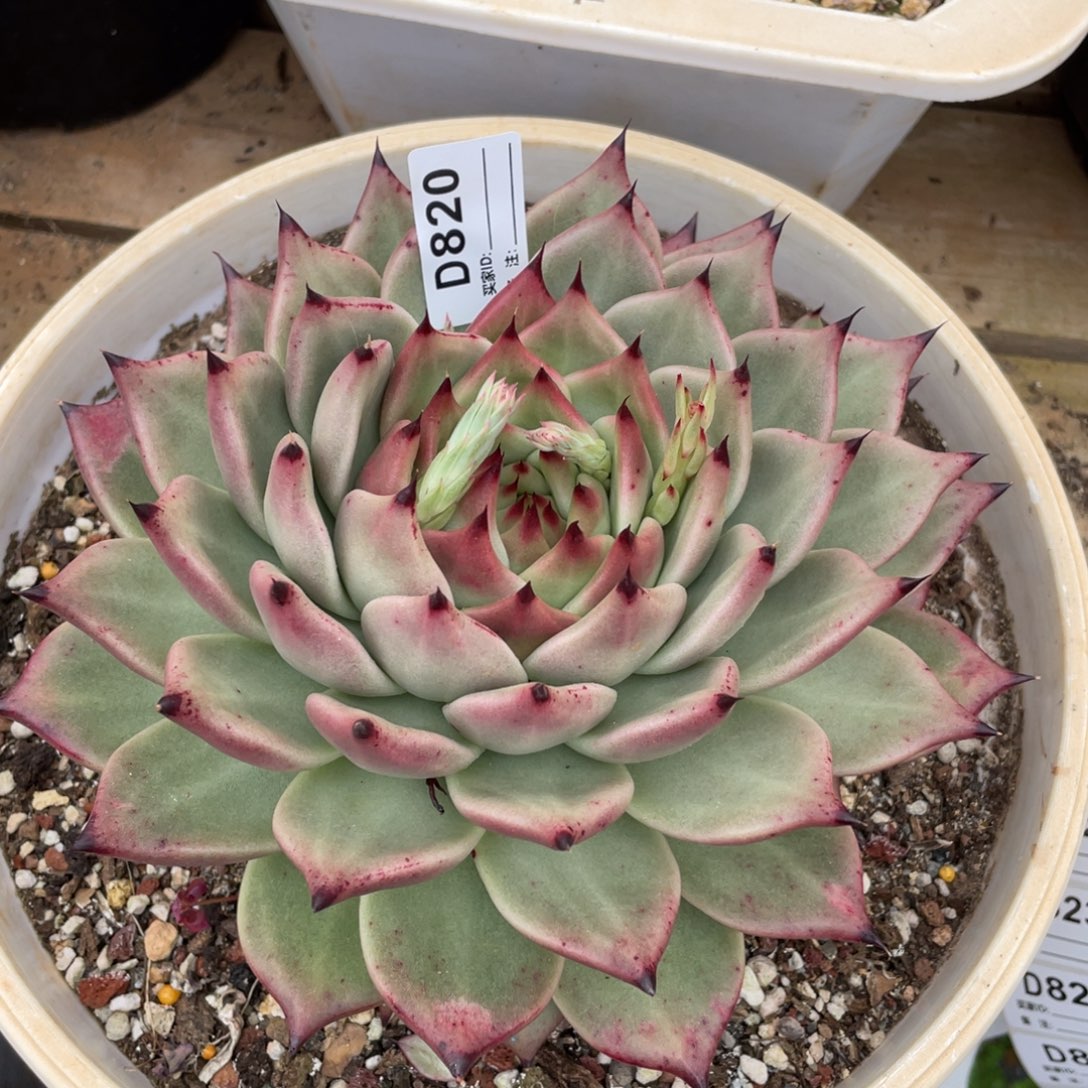 无花朵若如东云单拍D820