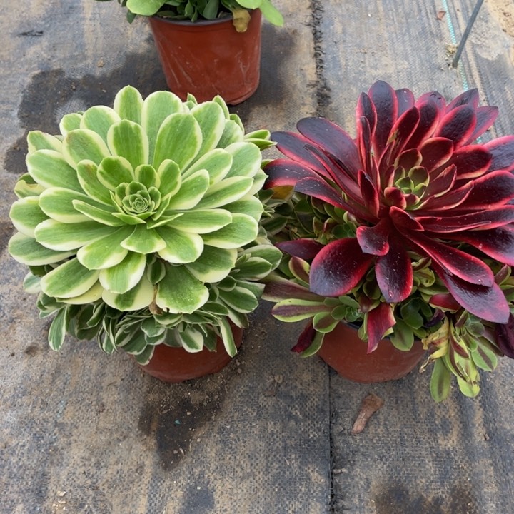 770，771嫩法师多肉断枝不售后