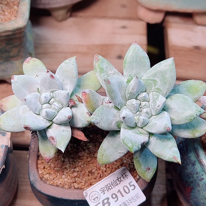 9105拇指苹果叶仙女杯多肉