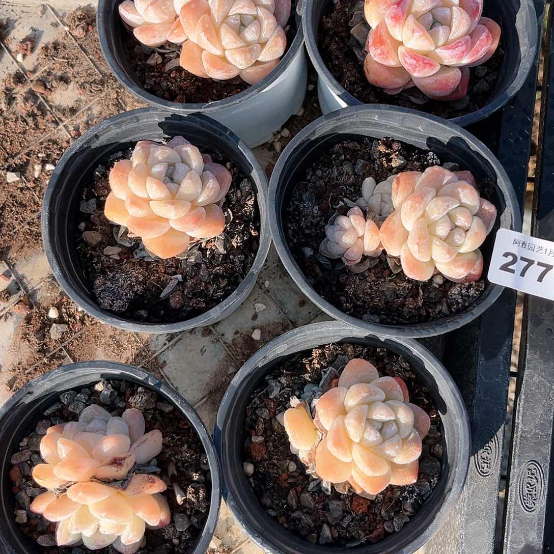 阿雅园艺。      277