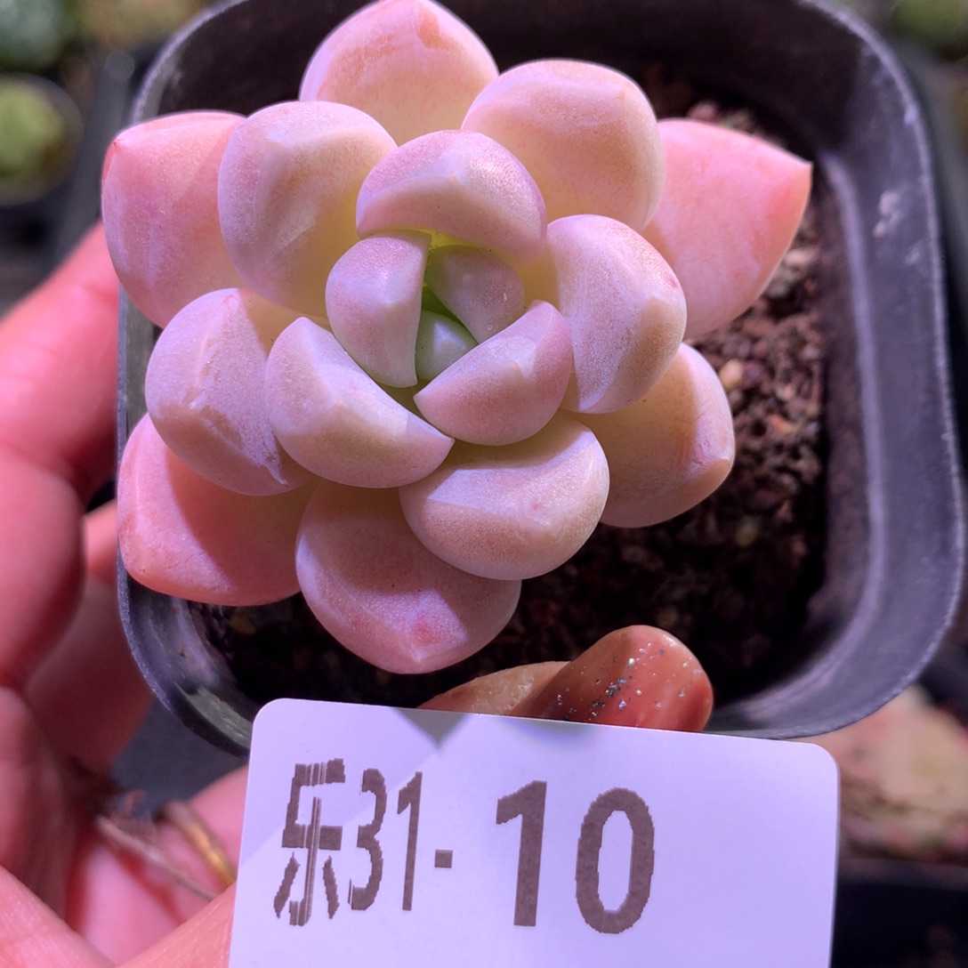 乐然31-10 奶糖单头 