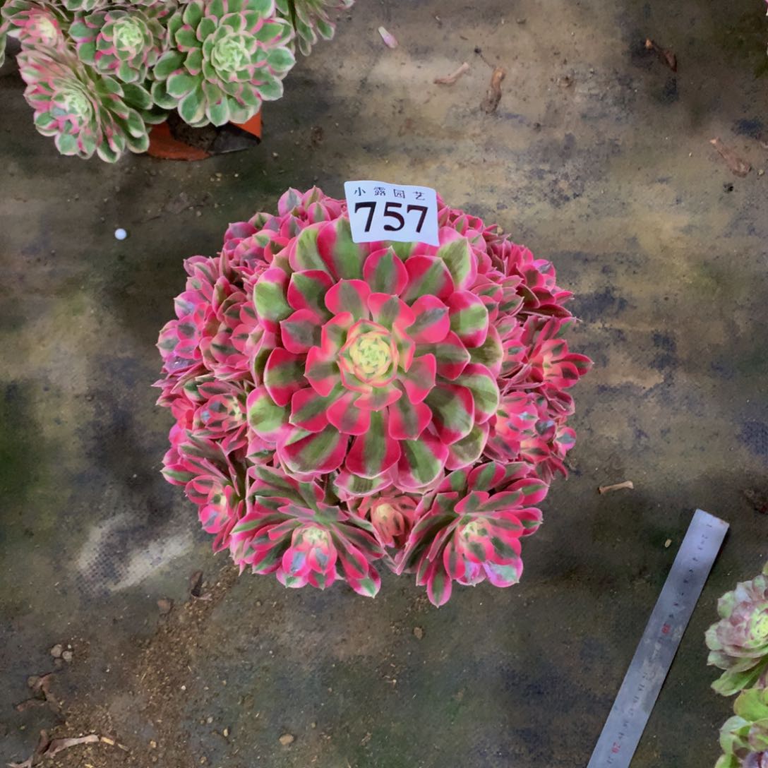 多肉植物757女巫8888888