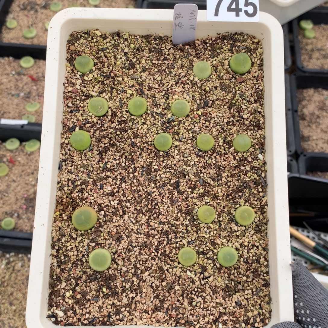 案*好745大王拉登一盆