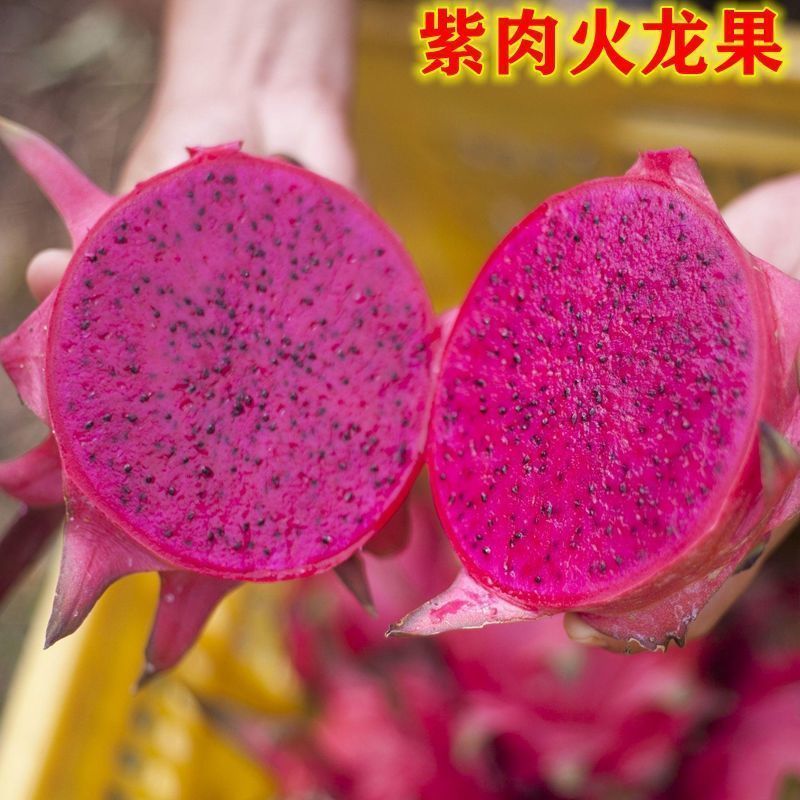 火龙果树果苗盆栽四季结果南北方种植白心黄金燕窝红心火龙果苗树