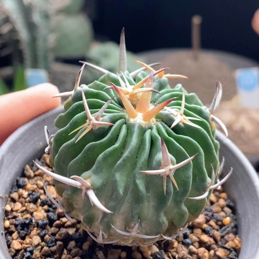 短豪刺龙剑丸实生4.3厘米