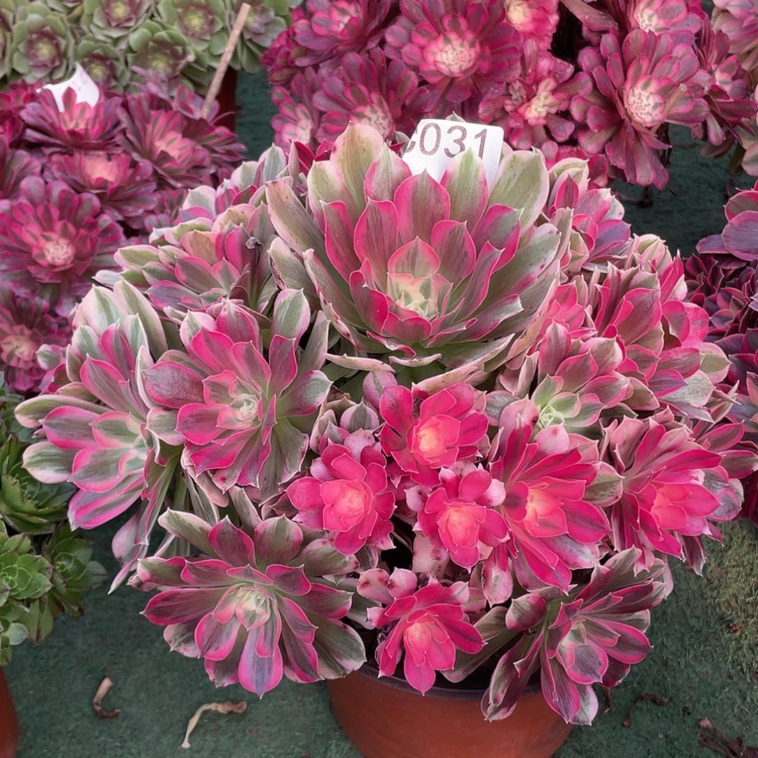 031.男神多肉植物