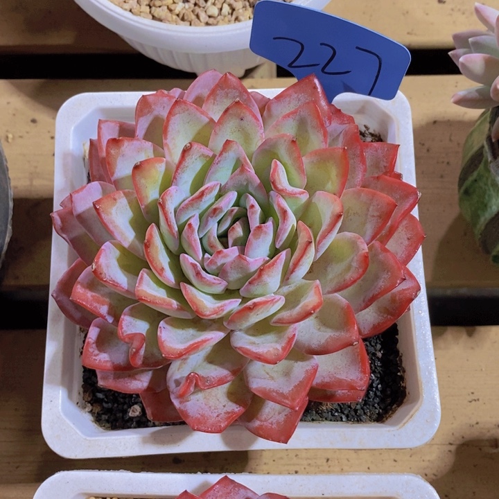 铭*是因为她没有那么