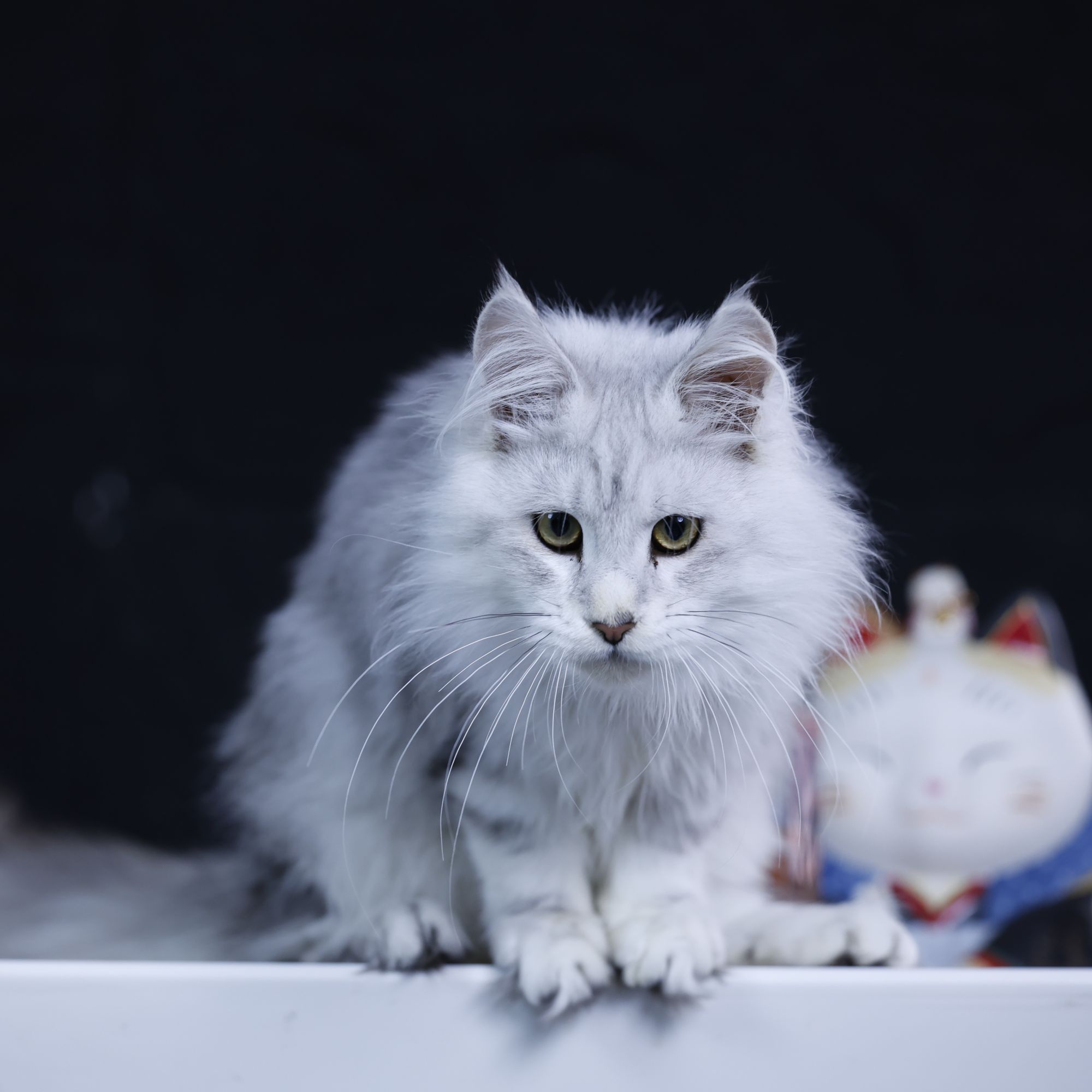 宠物猫银虎斑弟弟满意缅因猫咪