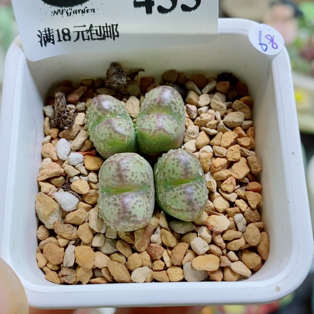 生石花花花花花花花花433