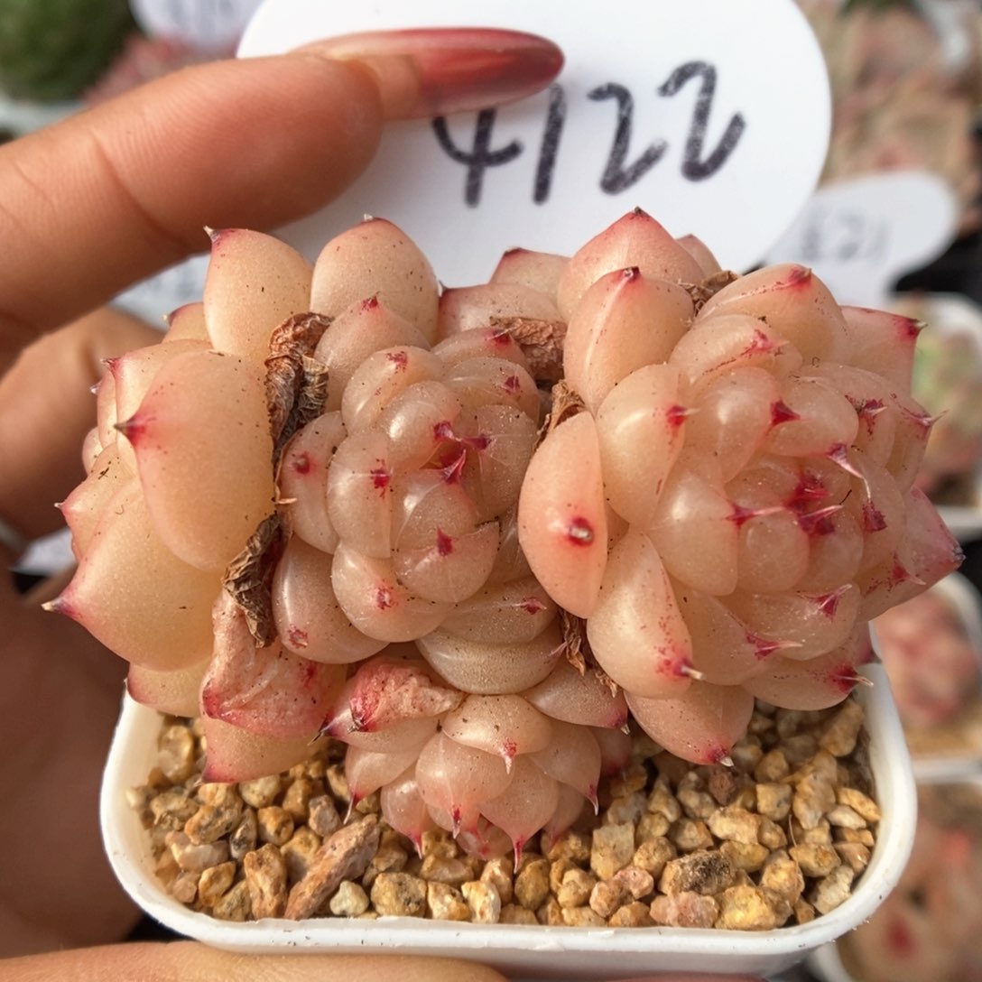 润玉珍妮群生4122号