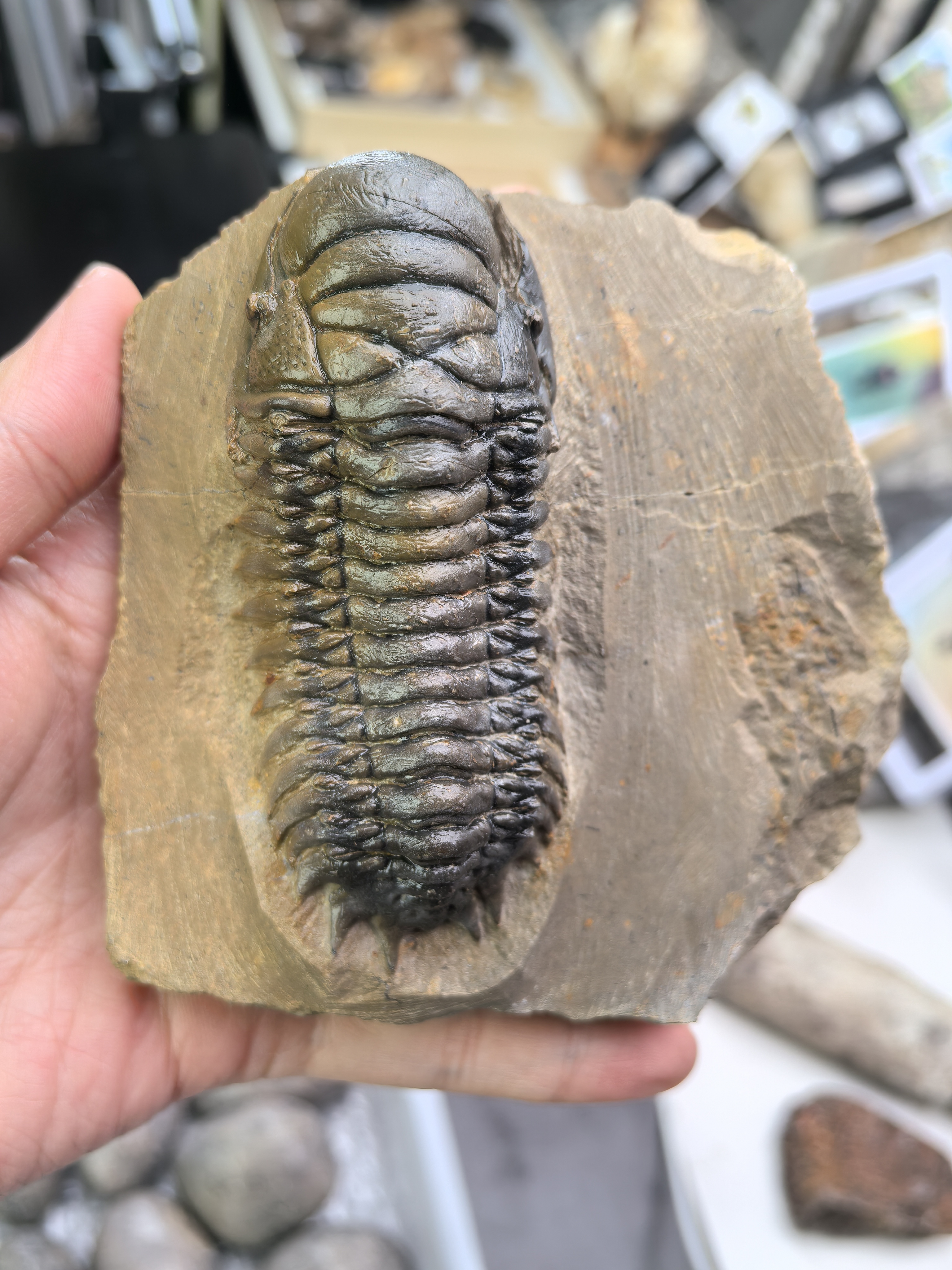 大三叶|随心选各种各样创意礼物——家居摆件