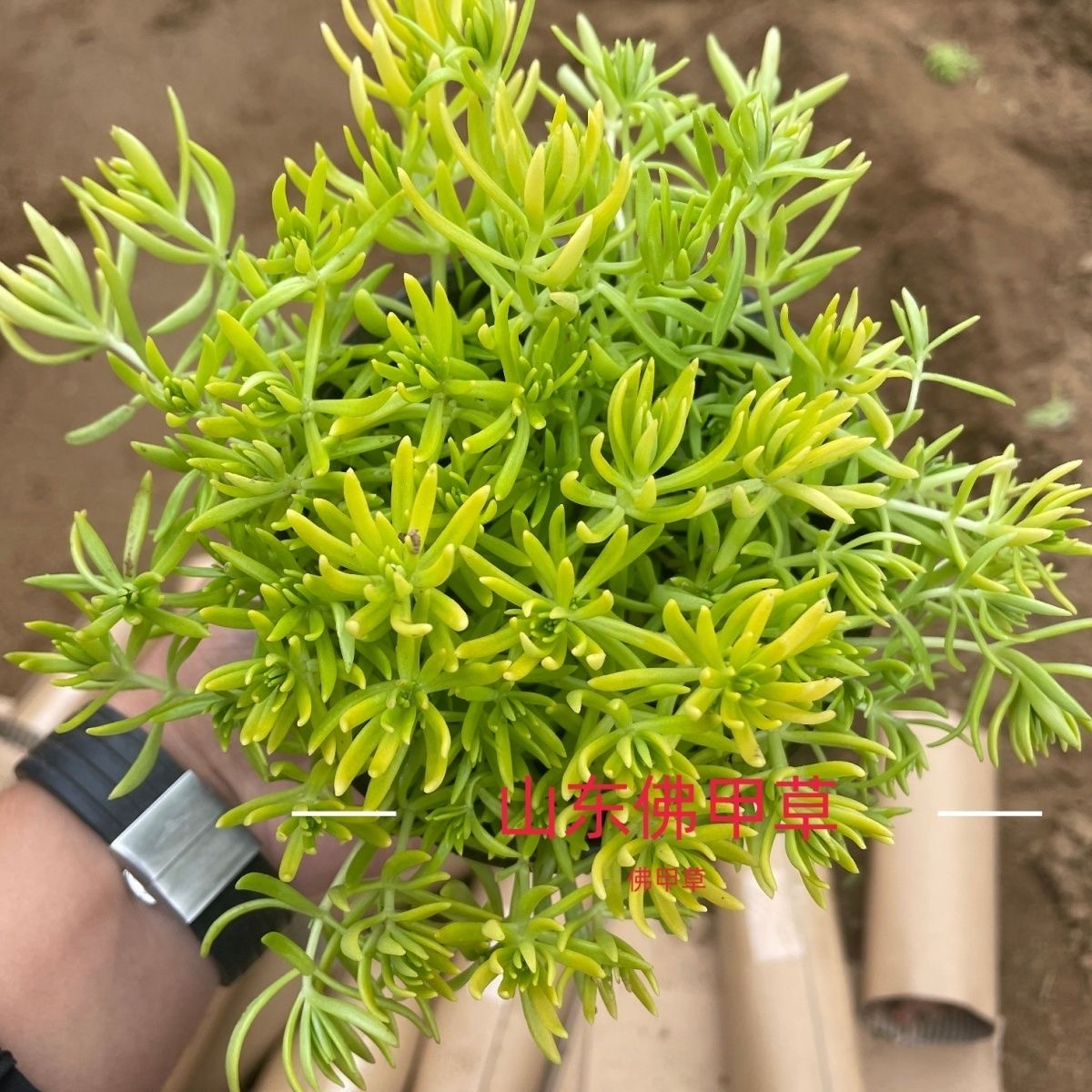 黄金佛甲草万年草耐热花境地被植物耐寒盆栽庭院屋顶隔热假山绿化