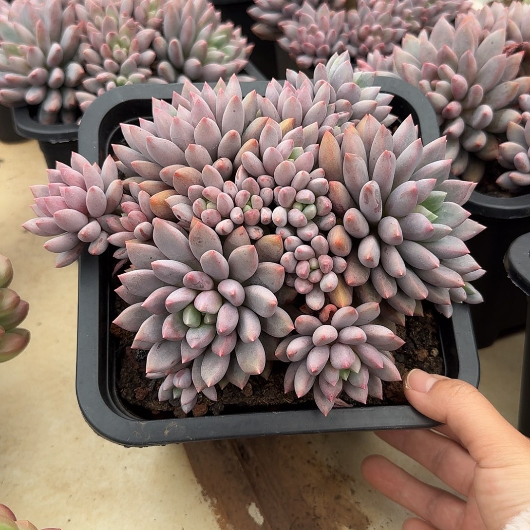 蓝精灵整无砍群生多肉