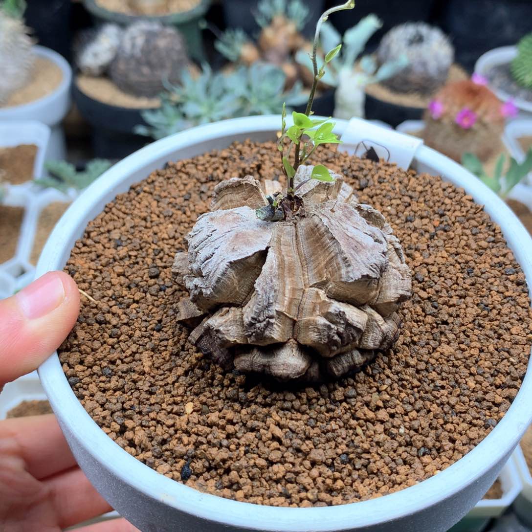 南非龟甲龙带盆多肉5.4cm