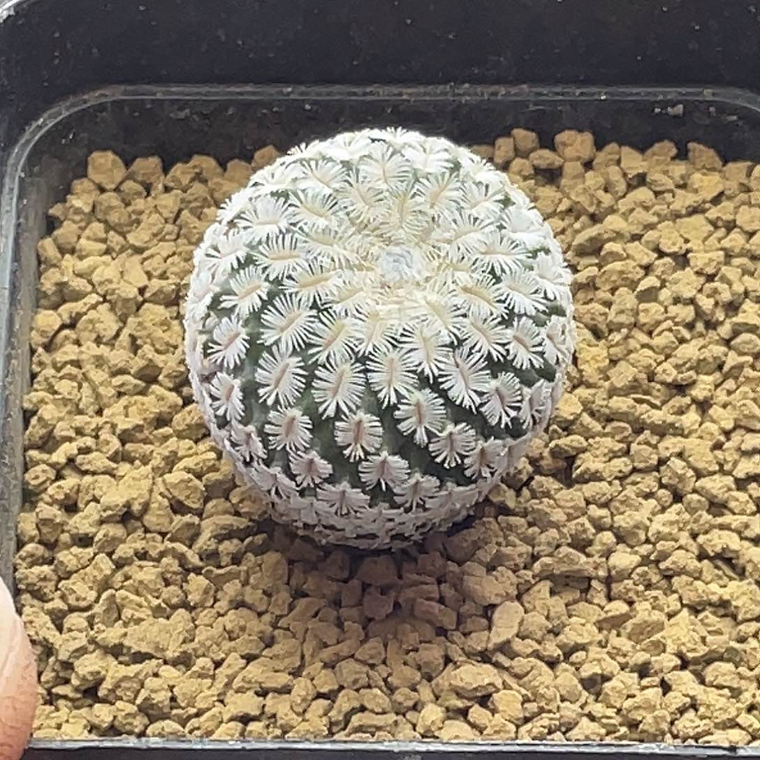 实生精巧殿杂交仙人球