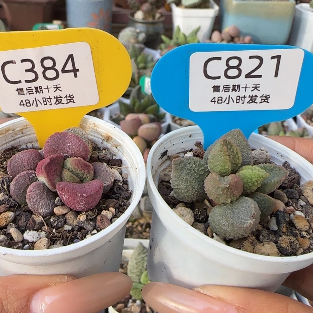 福利套组。   821。