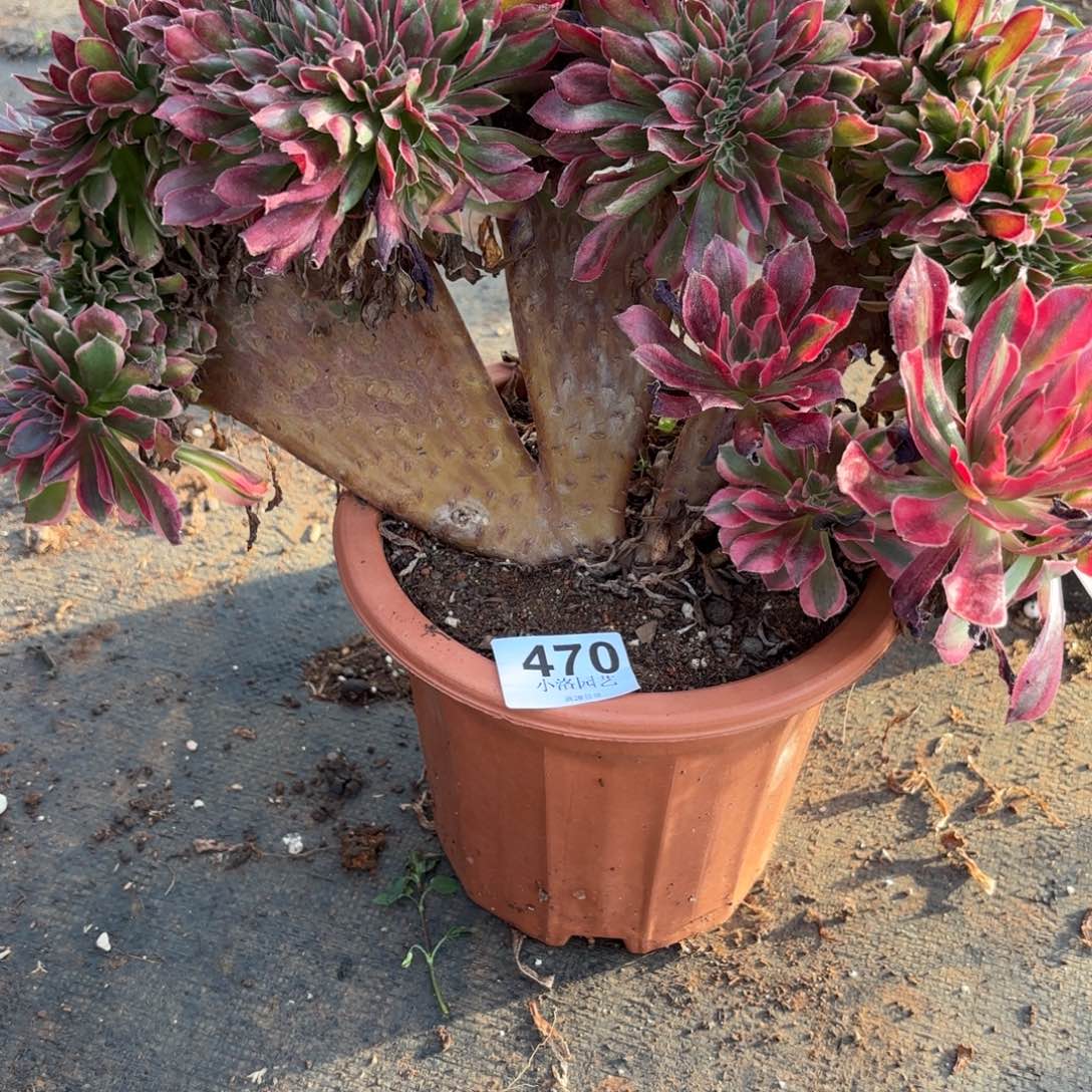 薄***糖470号女神缀化多肉植物