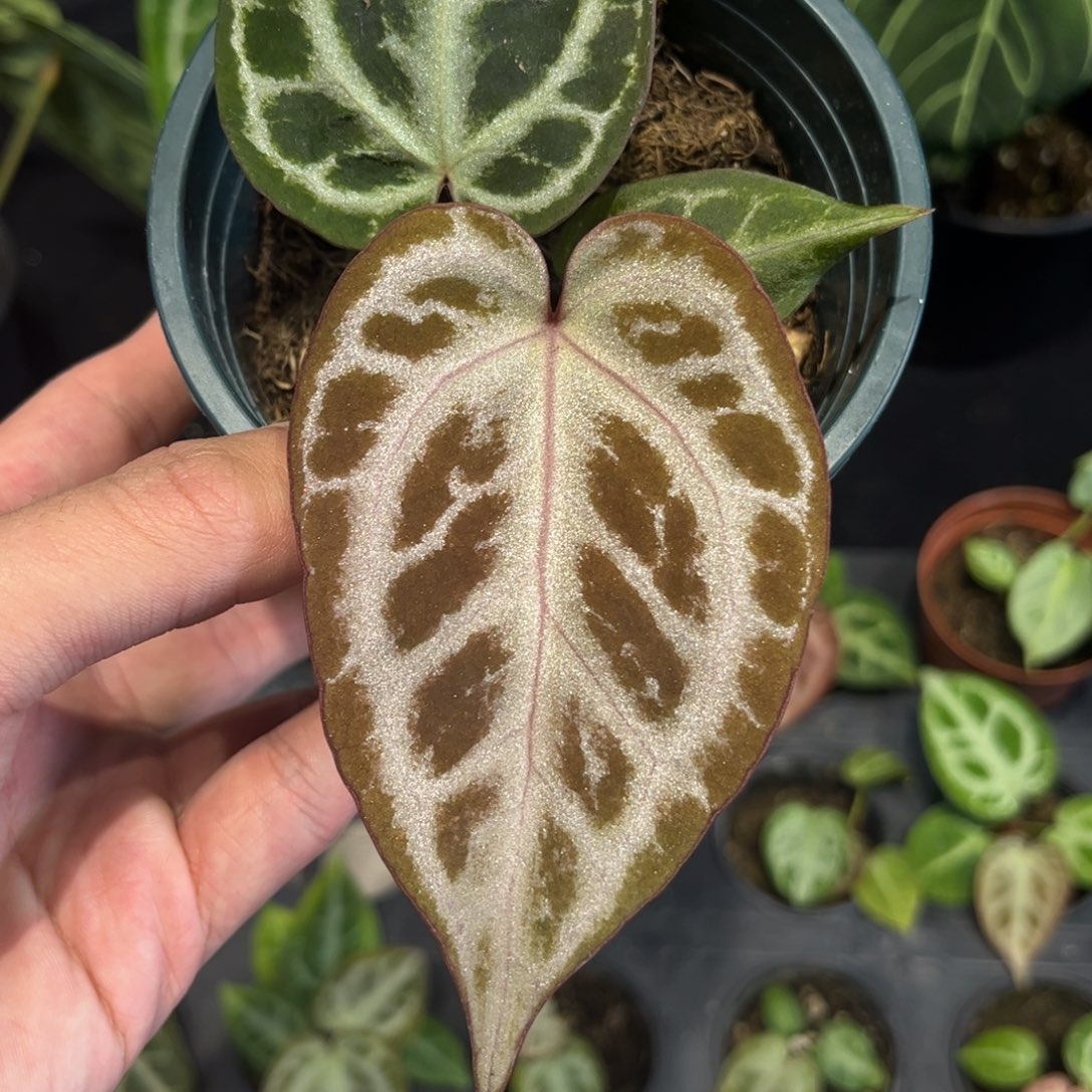 不开花植物粉色面纱杂红水晶