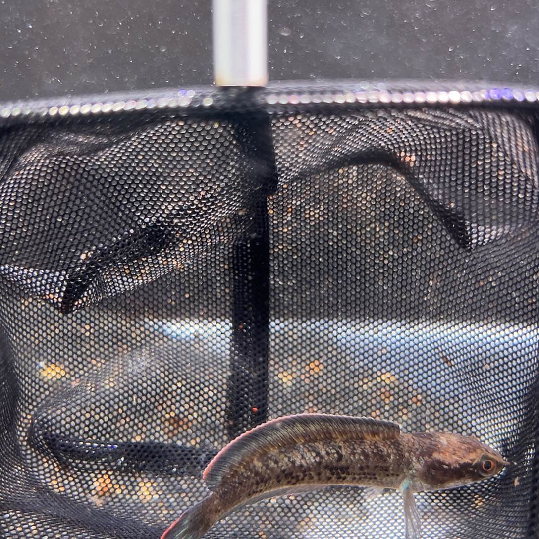 雷龙印尼鬼王aaaaaaaaaa