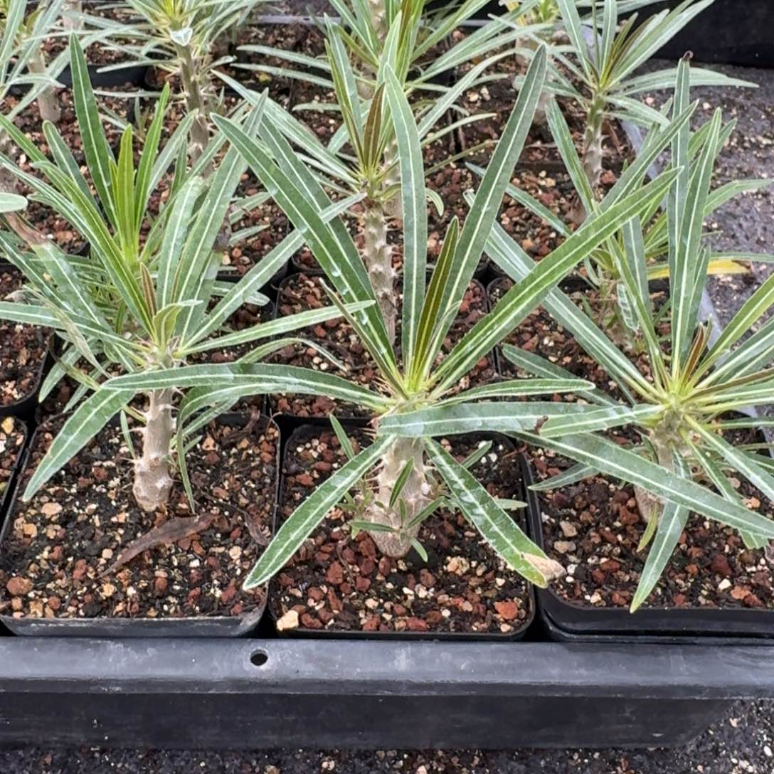 19.9象芽宫小苗量拍多肉