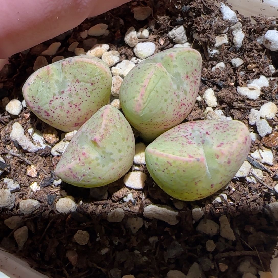 肉锥多肉植物百科-1275