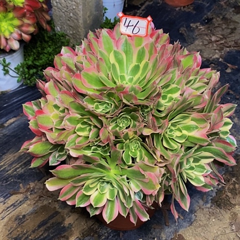 雨花石老桩捧花法师46