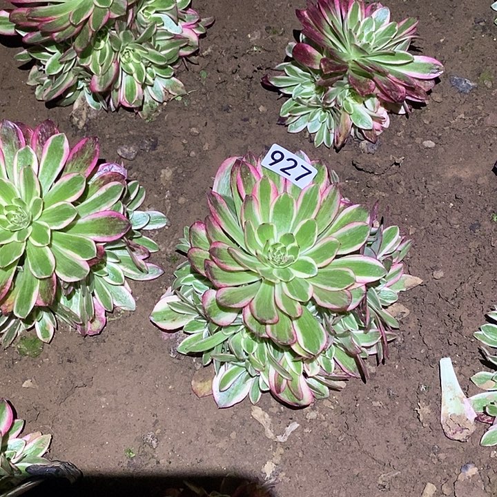 多肉植物法师978云荷