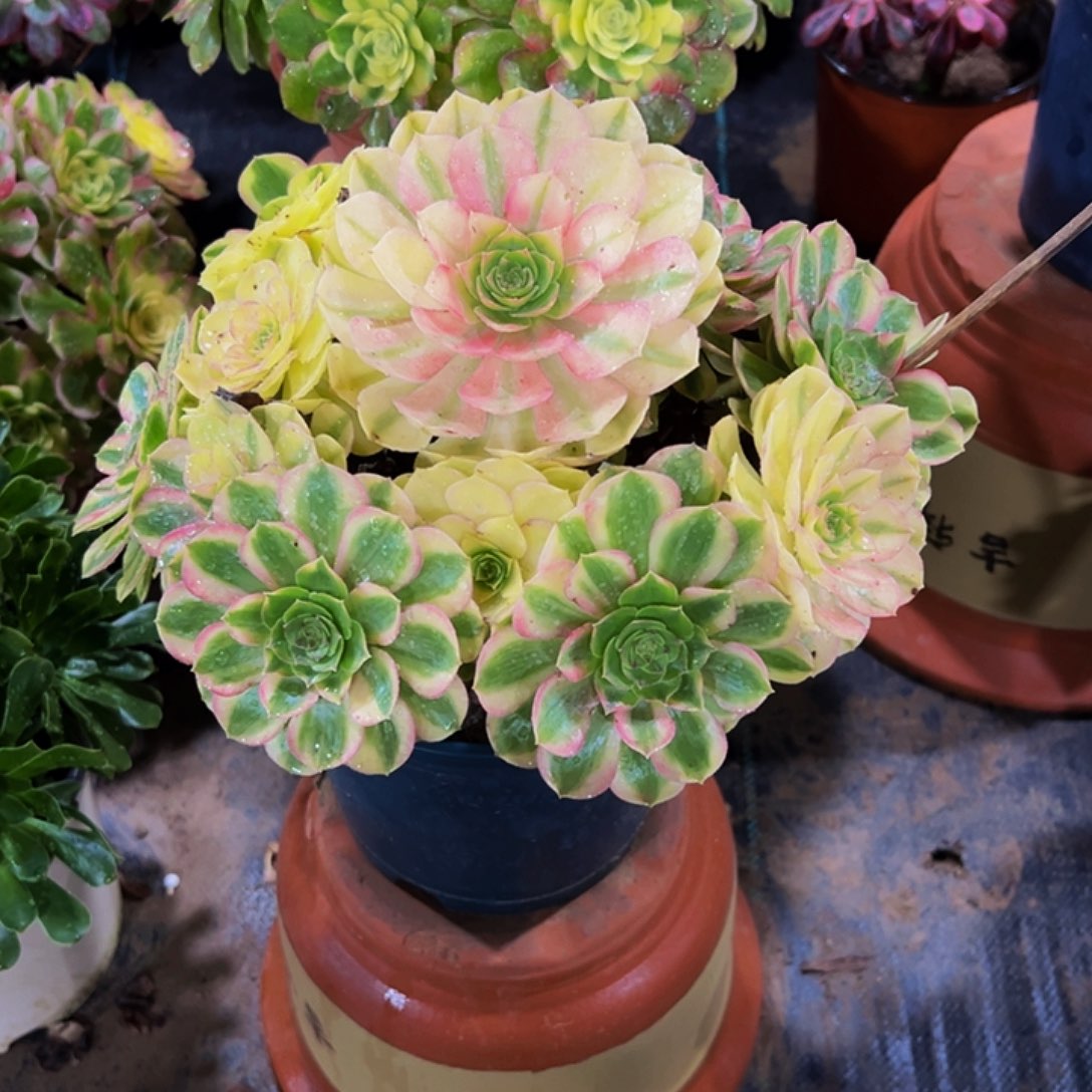 老庄雨荷轮回法师58.8