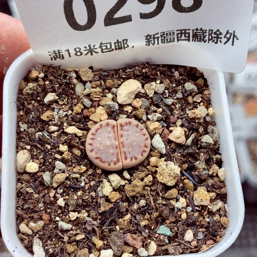 0298。             