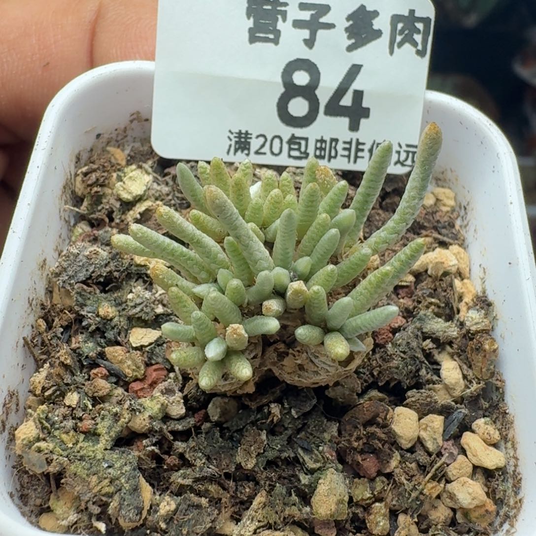 红花韧锦。     带盆土。     