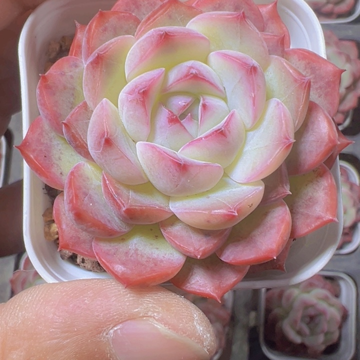 玉笛精品多肉植物