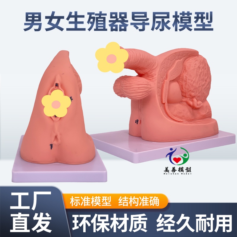 简易导尿训练演示练习 女性内外生殖器解剖 男性泌尿系统教学模型