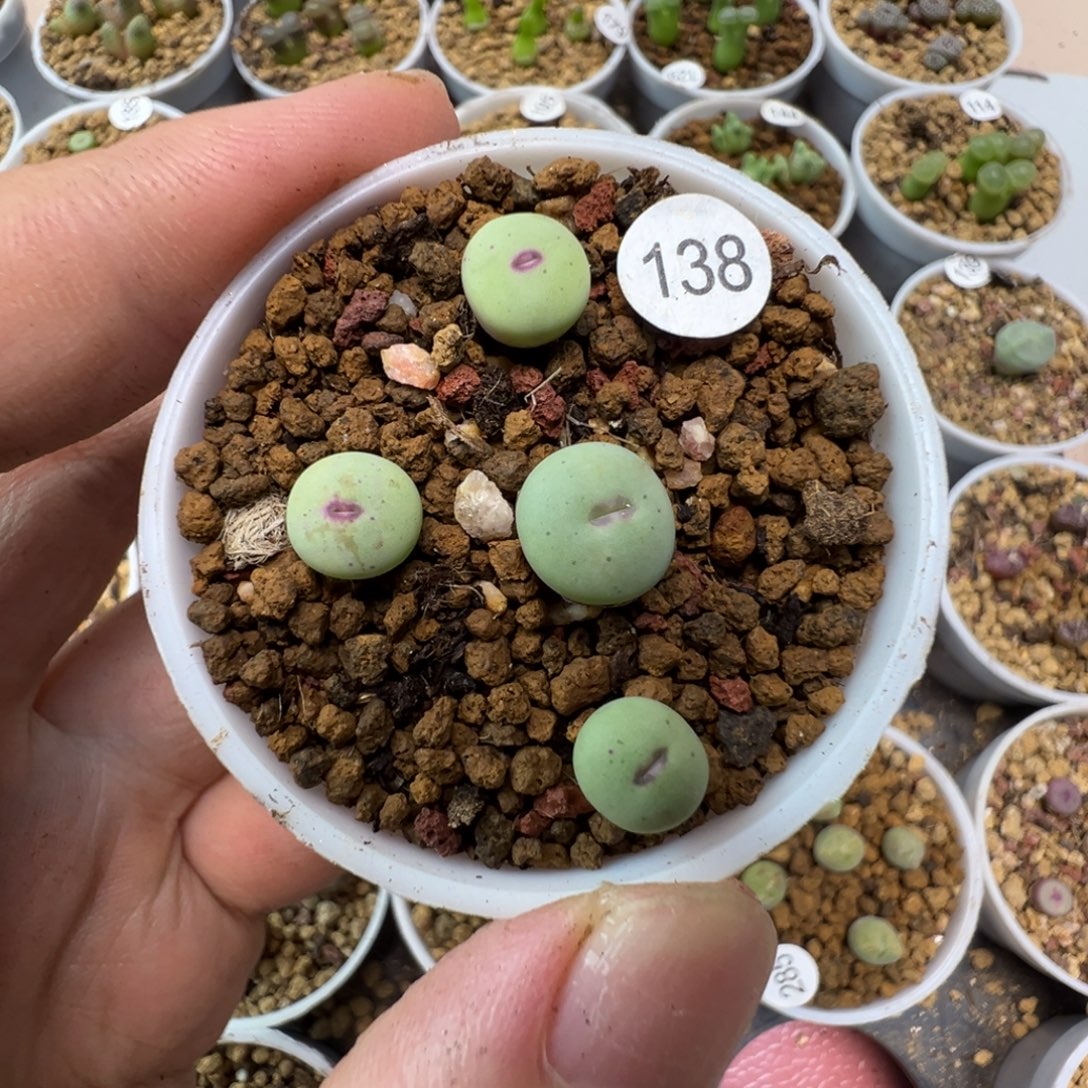 优选红嘴一颗脱土138000