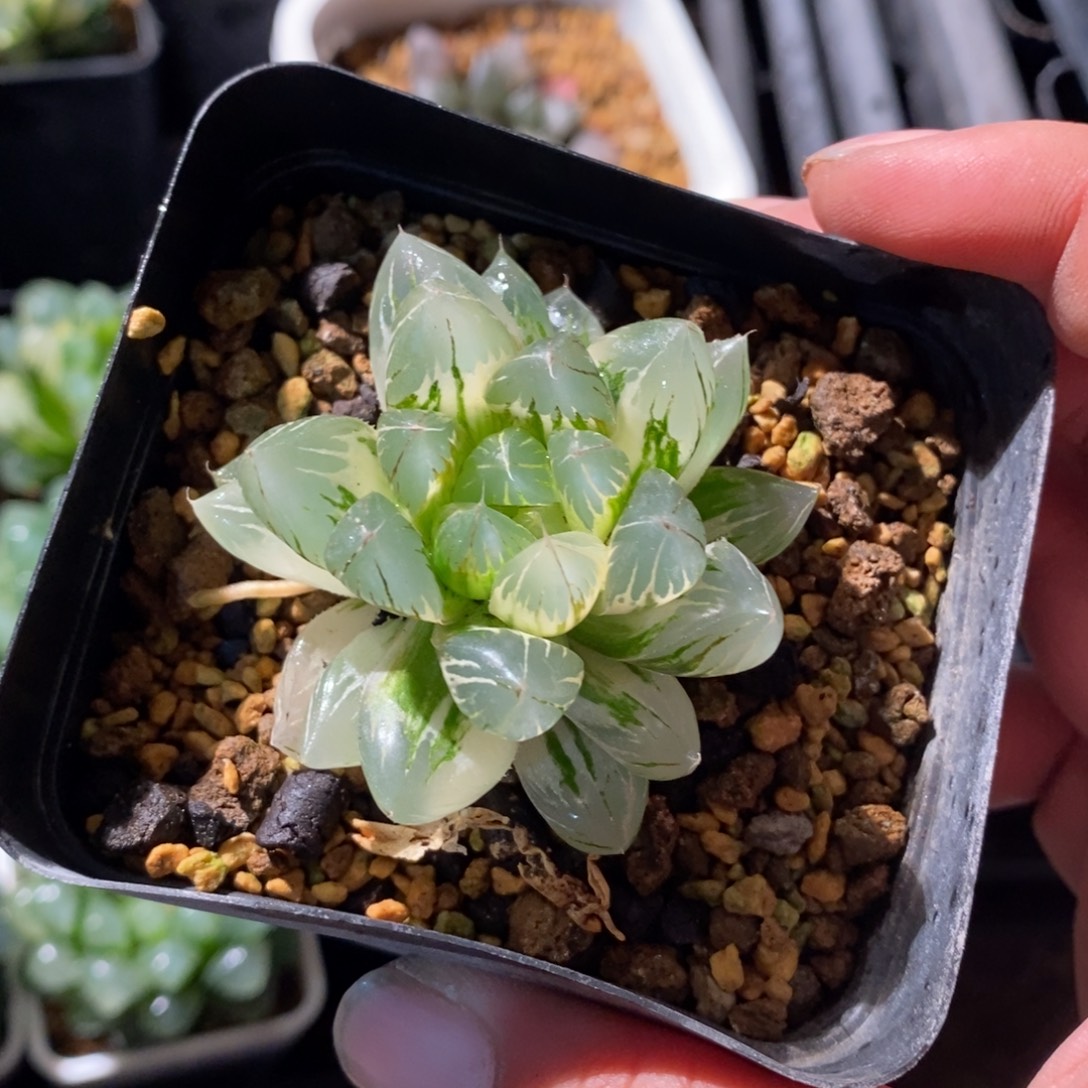 叼***鸡2937 一颗新粉福利 