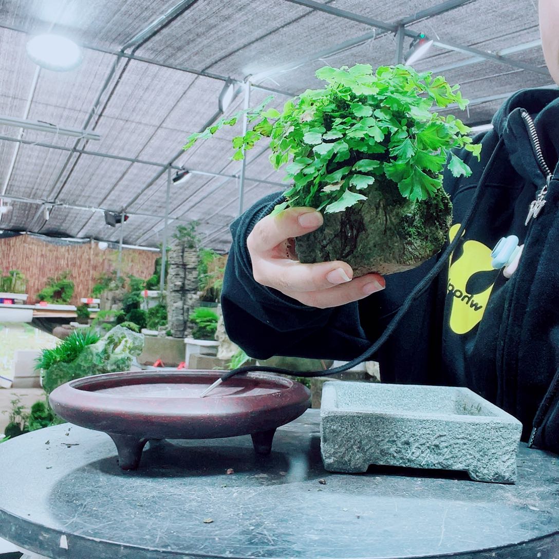 汶***儿当前无花栽培后可以开花