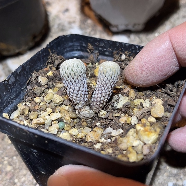 满38包邮2天凑单，脱土晾根发货多肉植物实生精巧殿