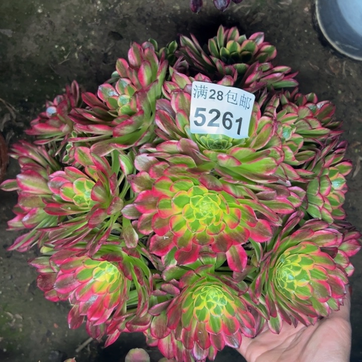 5261朝霞多肉植物