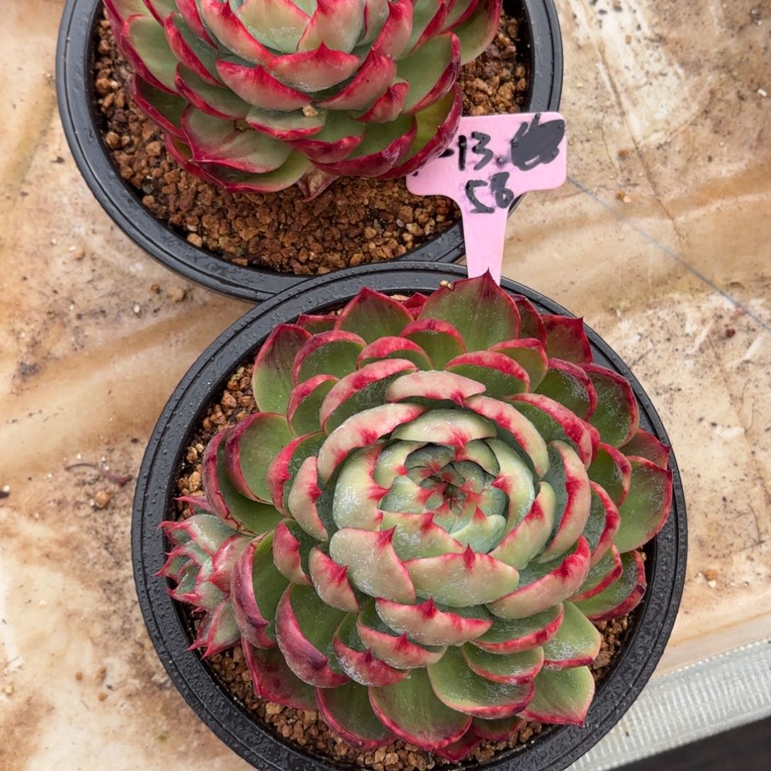 惊鸿仙子 两个一组