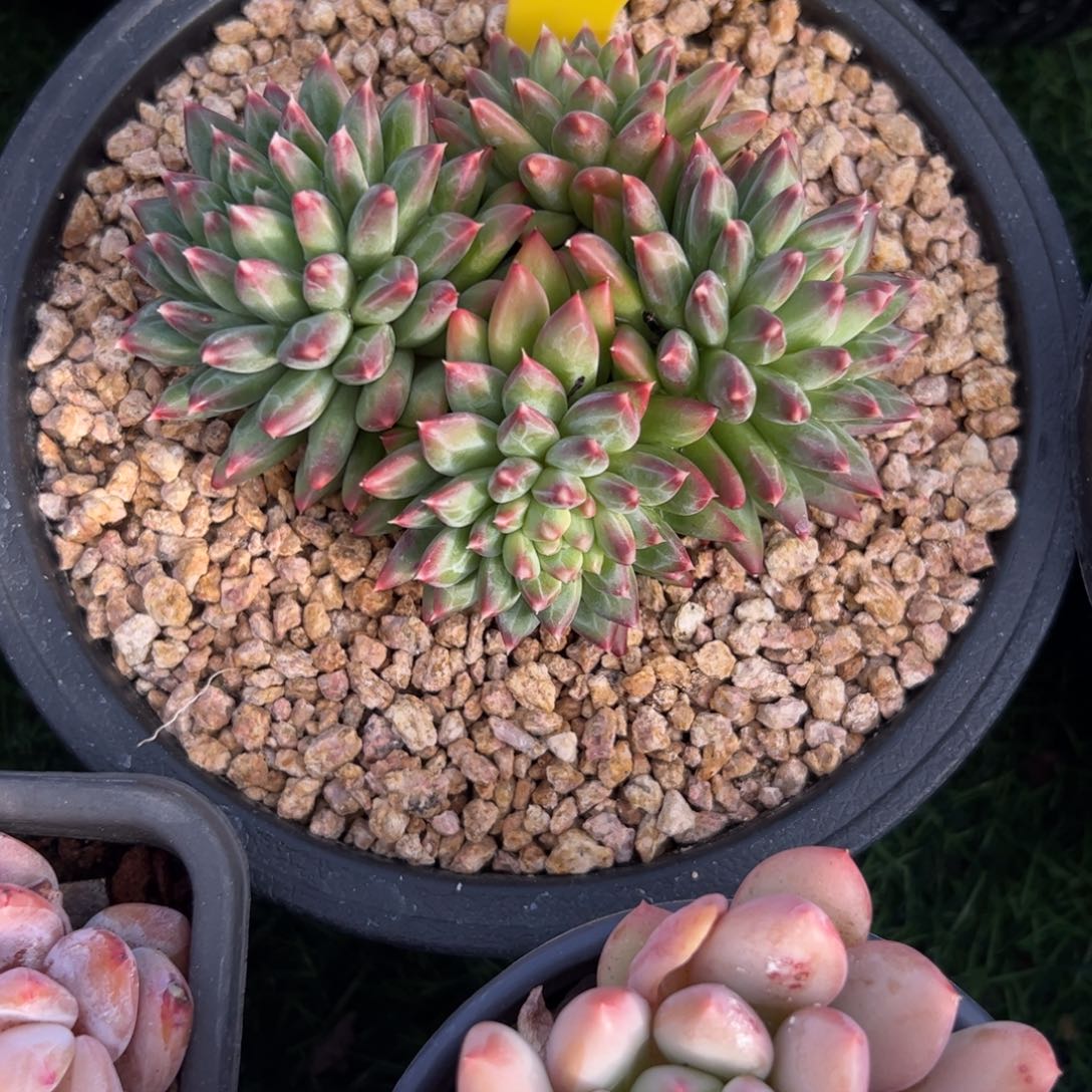 甲骨文多肉植物保护