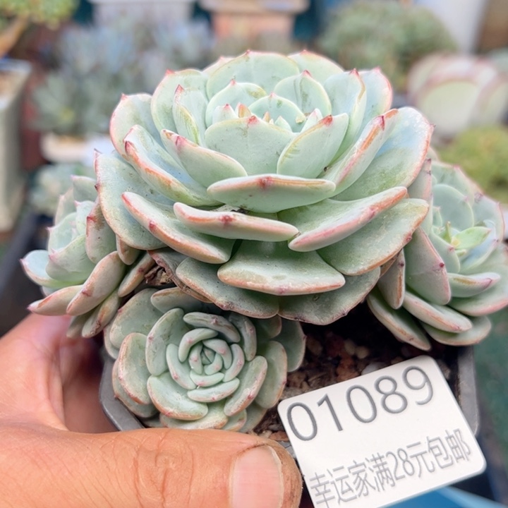 幸运的是我的朋友们