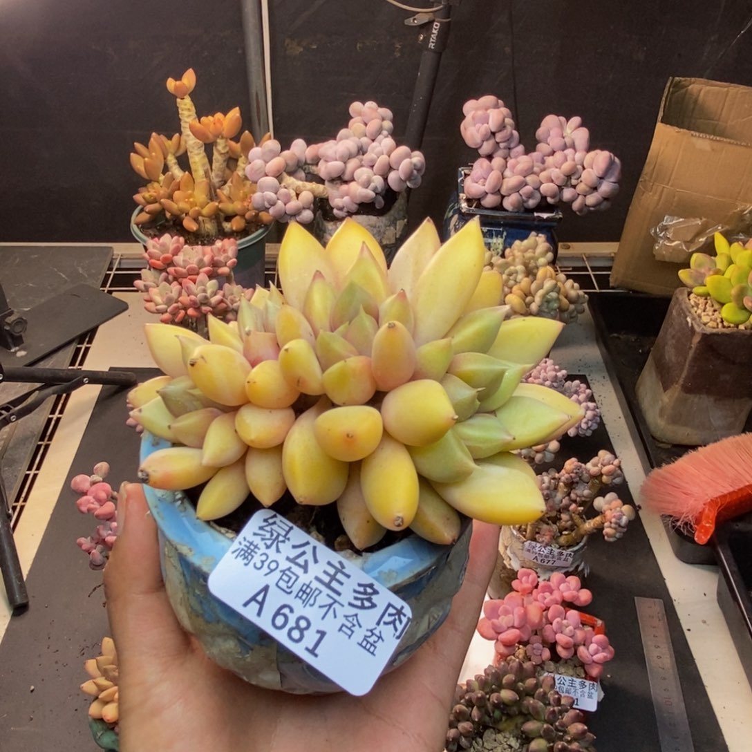 681象牙奶朵朵缀多肉8c m