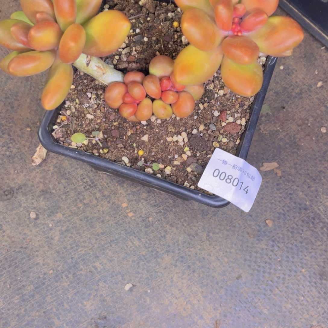 多肉一物一拍8014