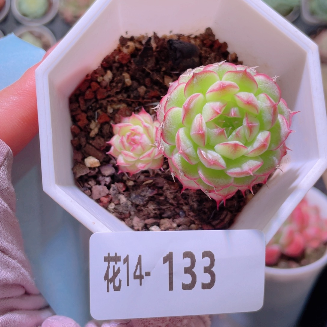 花利美14-133海王带仔  微瑕