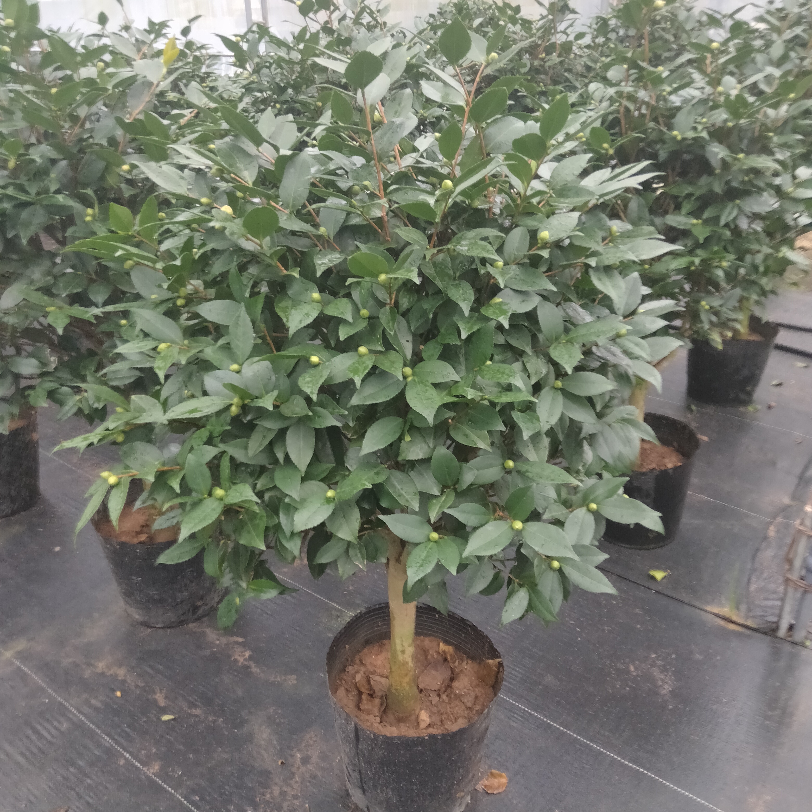 香妃茶花盆栽地栽绿植