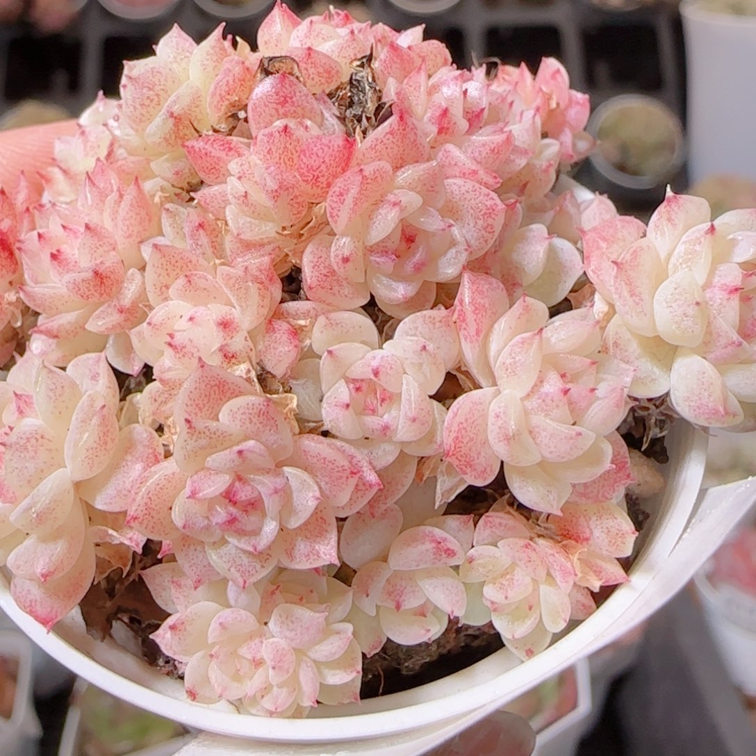 花语多肉1209-304散