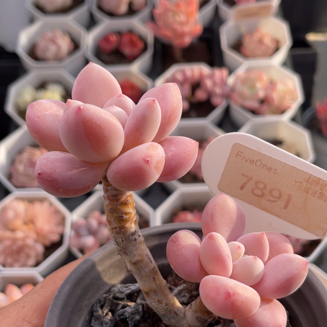 洛神7891-8.0厘米