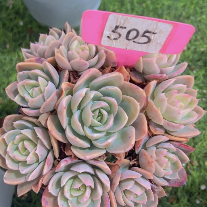 健健康康平平安安